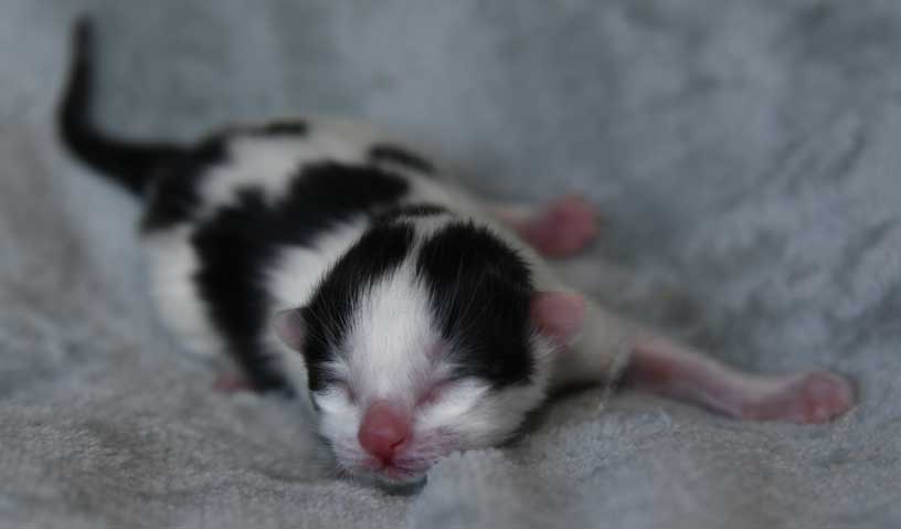 sibirisk kattunge Cupido