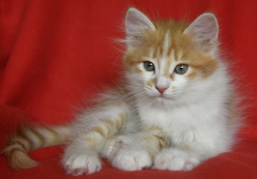 sibirisk kattunge Antares