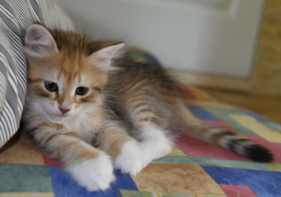 sibirisk kattunge Bell