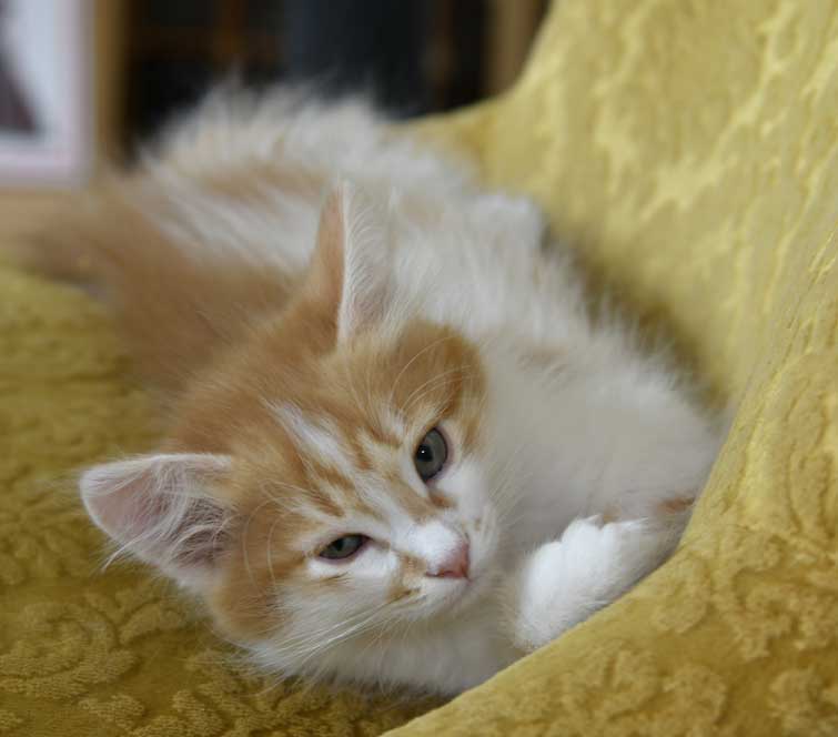 sibirisk kattunge Antares