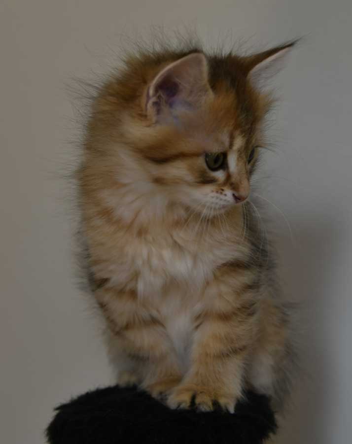 sibirisk kattunge Betelgeuse