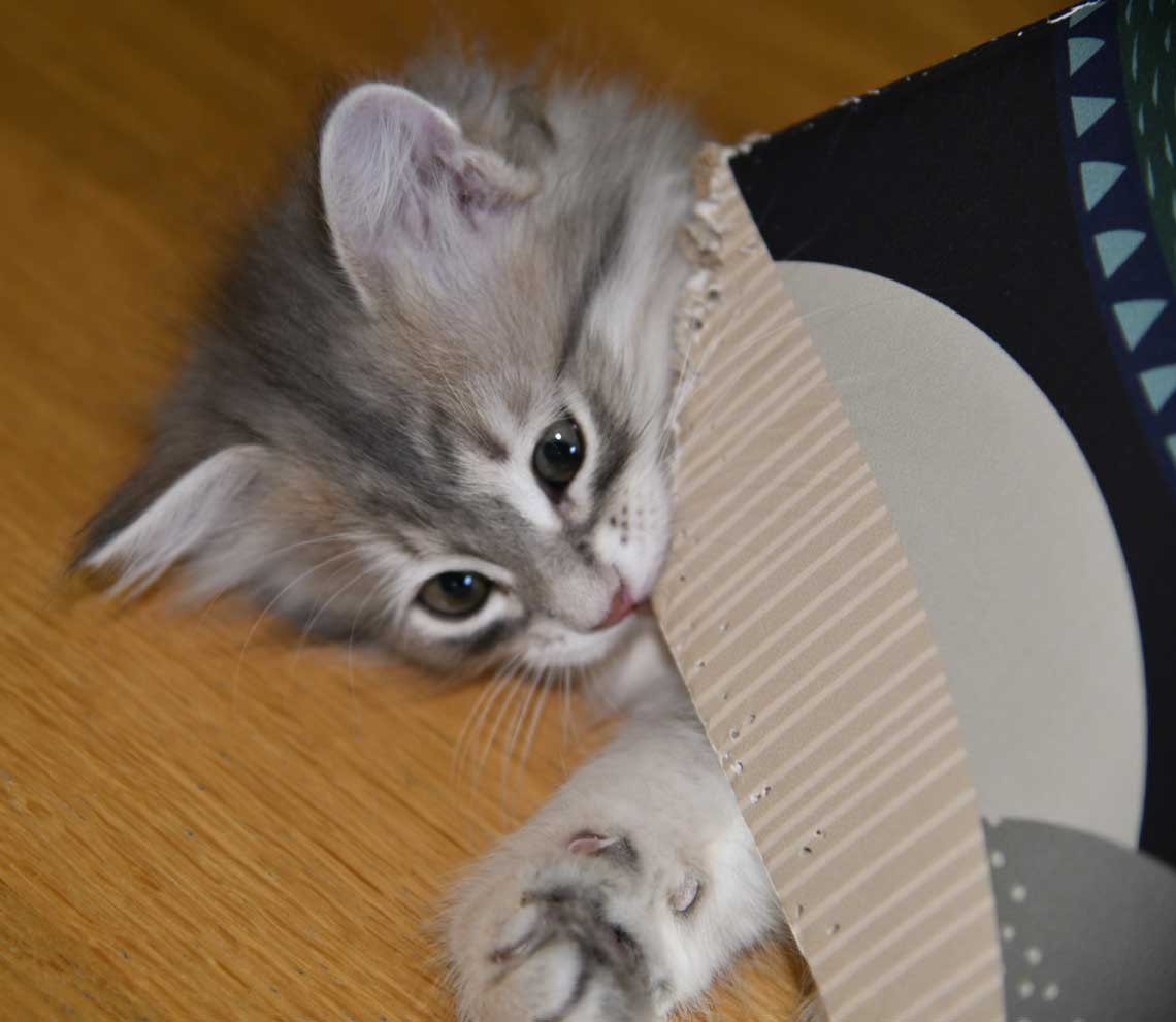 sibirisk kattunge Beid