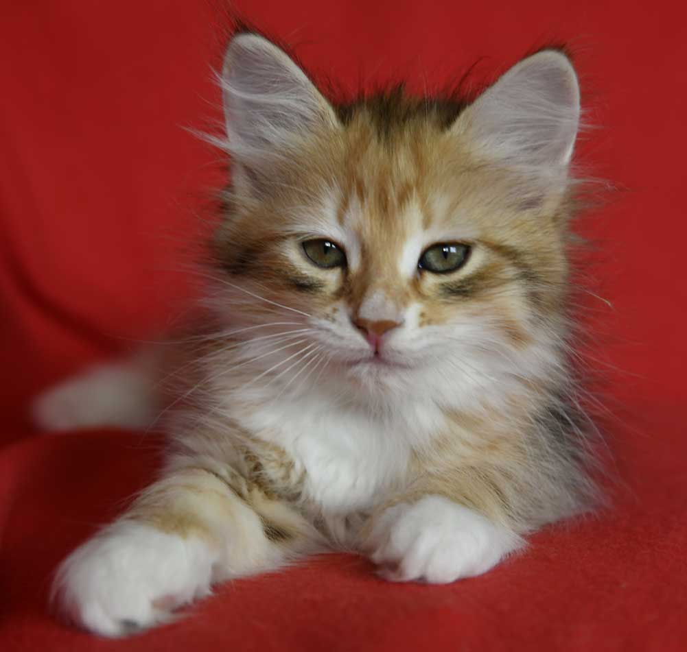 sibirisk kattunge Bell