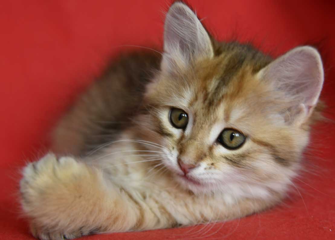 sibirisk kattunge Betelgeuse