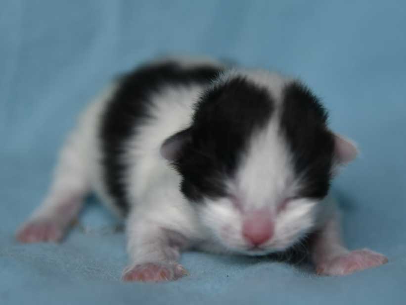 sibirisk kattunge Cupido