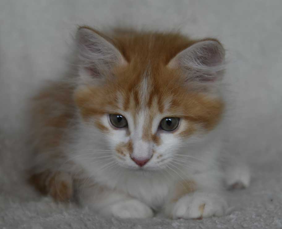 sibirisk kattunge Antares