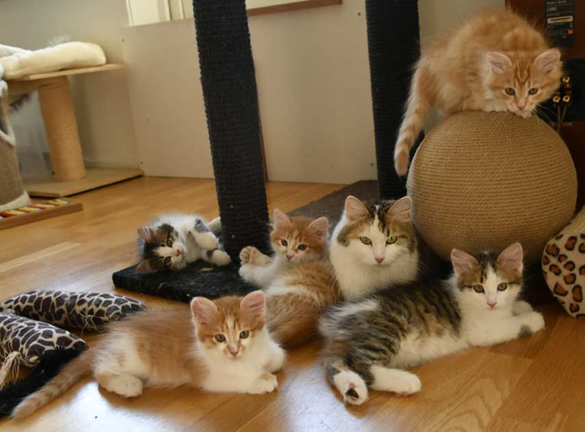 sibiriska kattungar A3-kull
