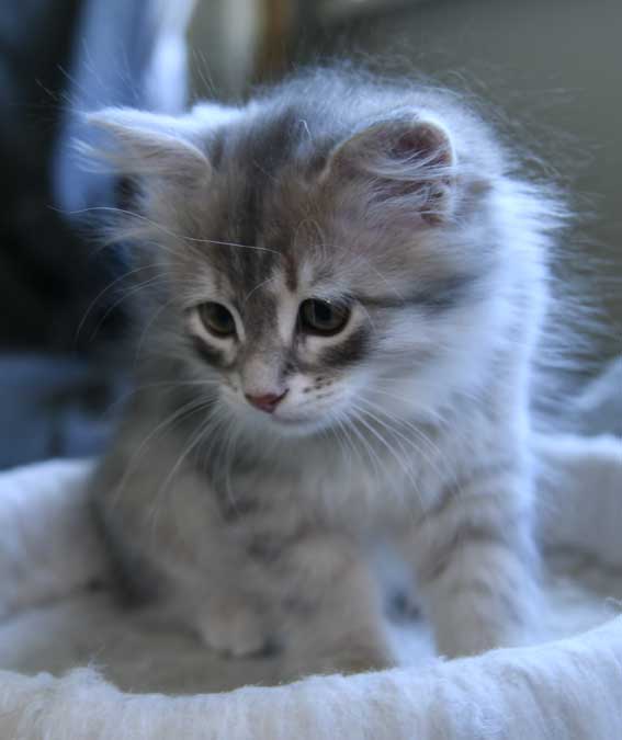 sibirisk kattunge Beid