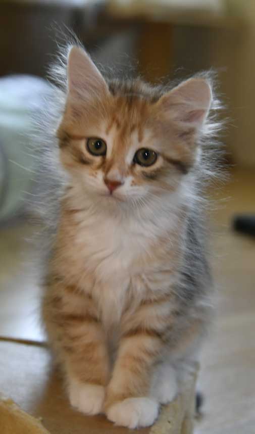 sibirisk kattunge Bell
