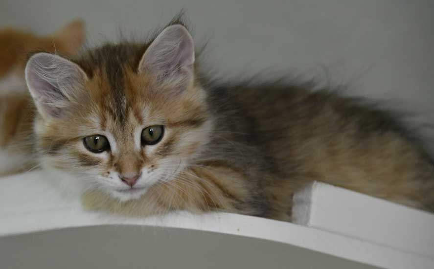 sibirisk kattunge Betelgeuse