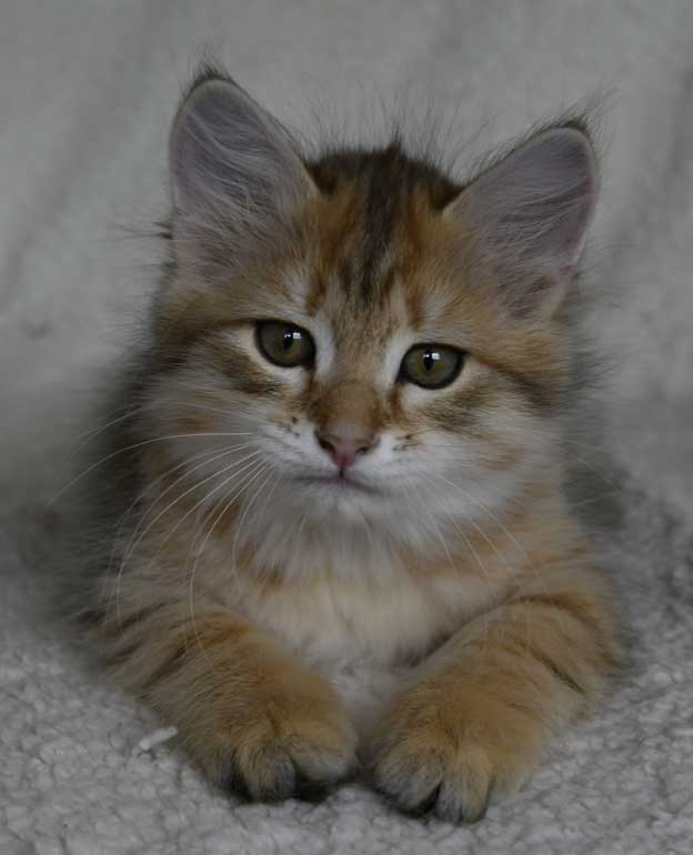 sibirisk kattunge Betelgeuse