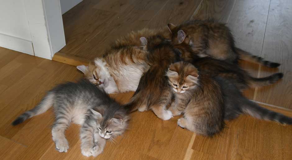 sibiriska kattungar B3-kull