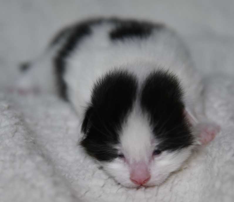 sibirisk kattungar Cupido