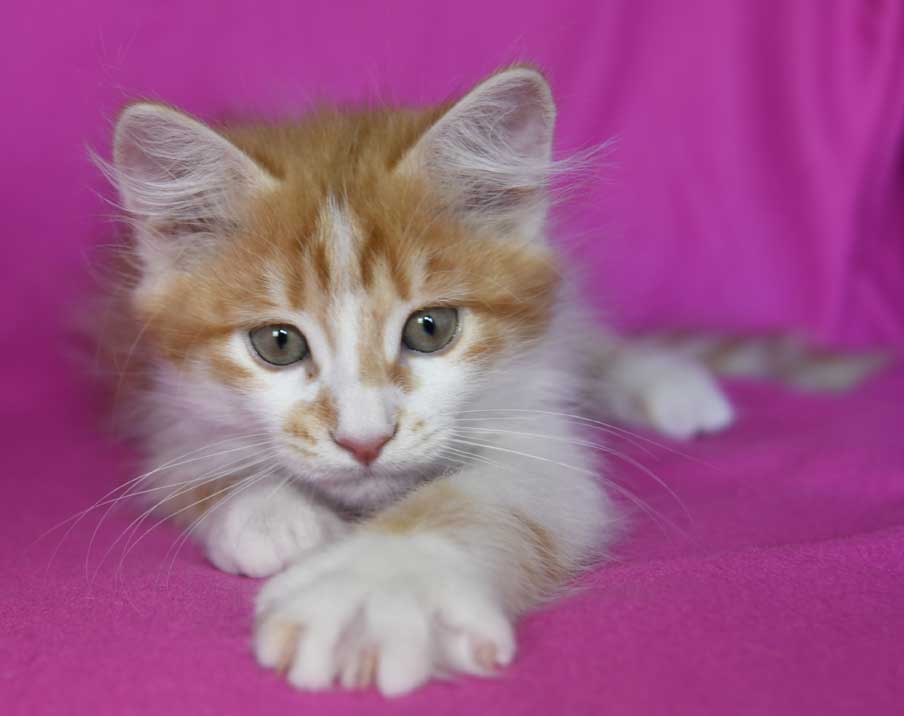 sibirisk kattunge Antares