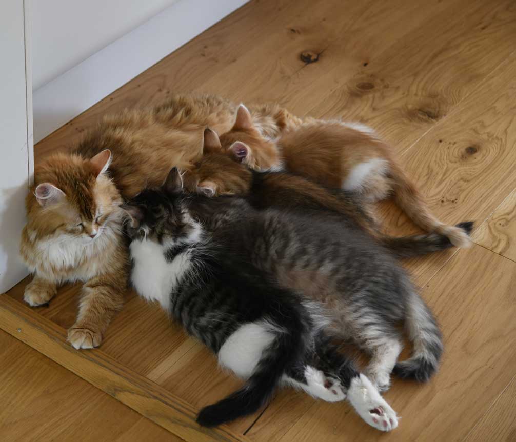 sibiriska kattungar A3 o B3-kull