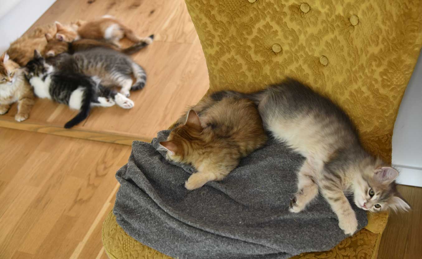 sibiriska kattungar A3 o B3-kull