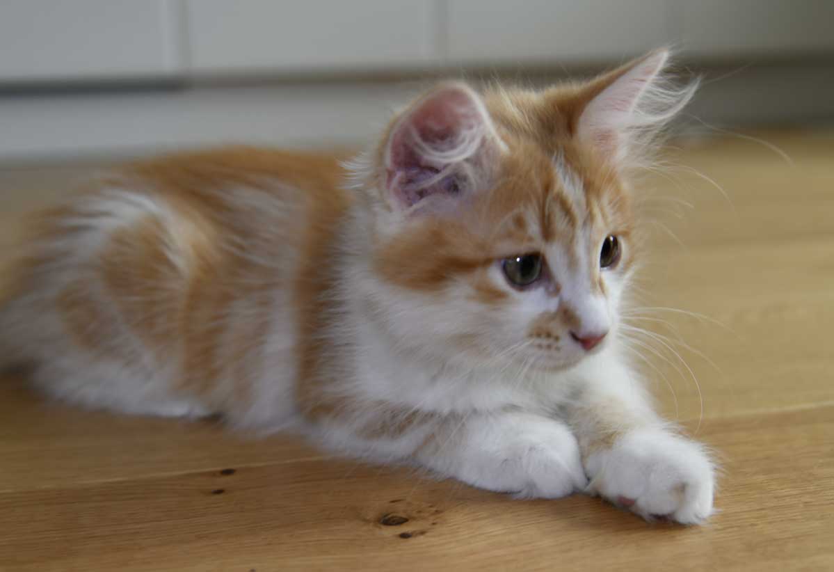 sibirisk kattunge Antares