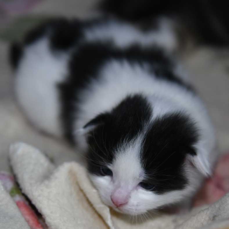 sibirisk kattunge Cupido