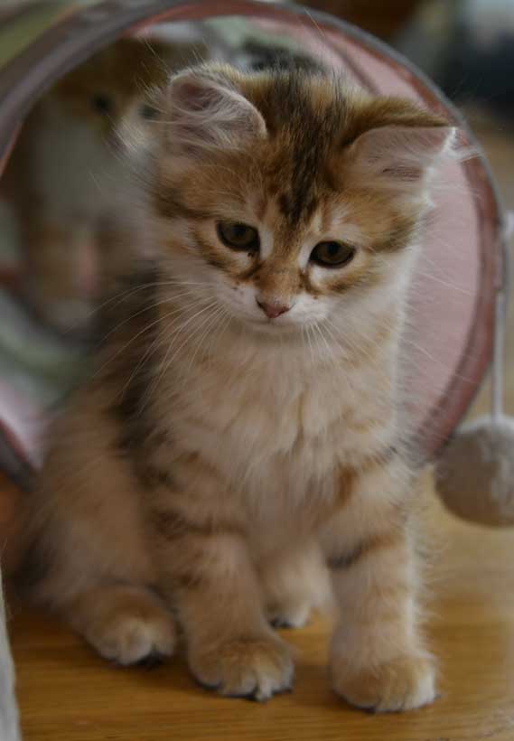 sibirisk katt Bianca