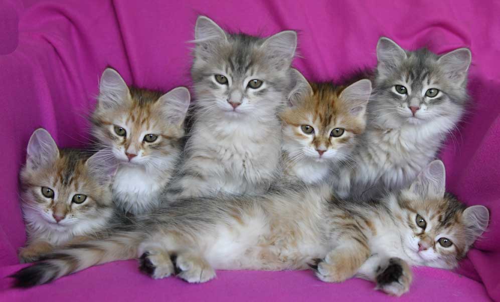sibirisk kattungar B3-kull