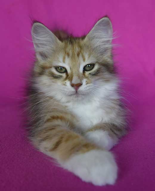 sibirisk kattunge Bell