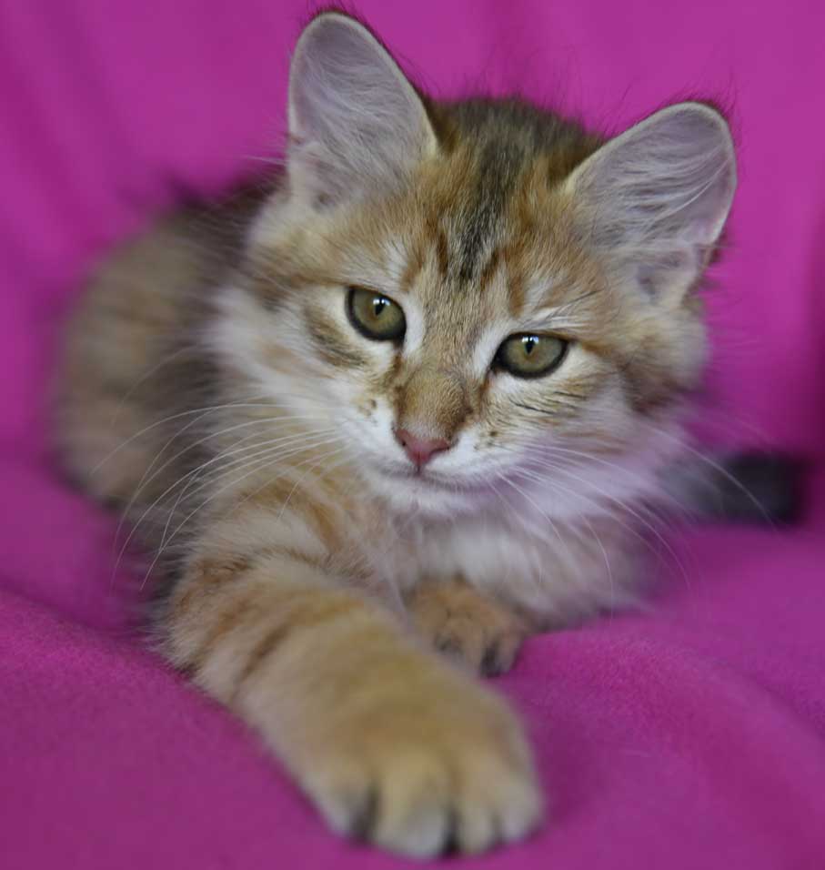 sibirisk kattunge Betelgeuse
