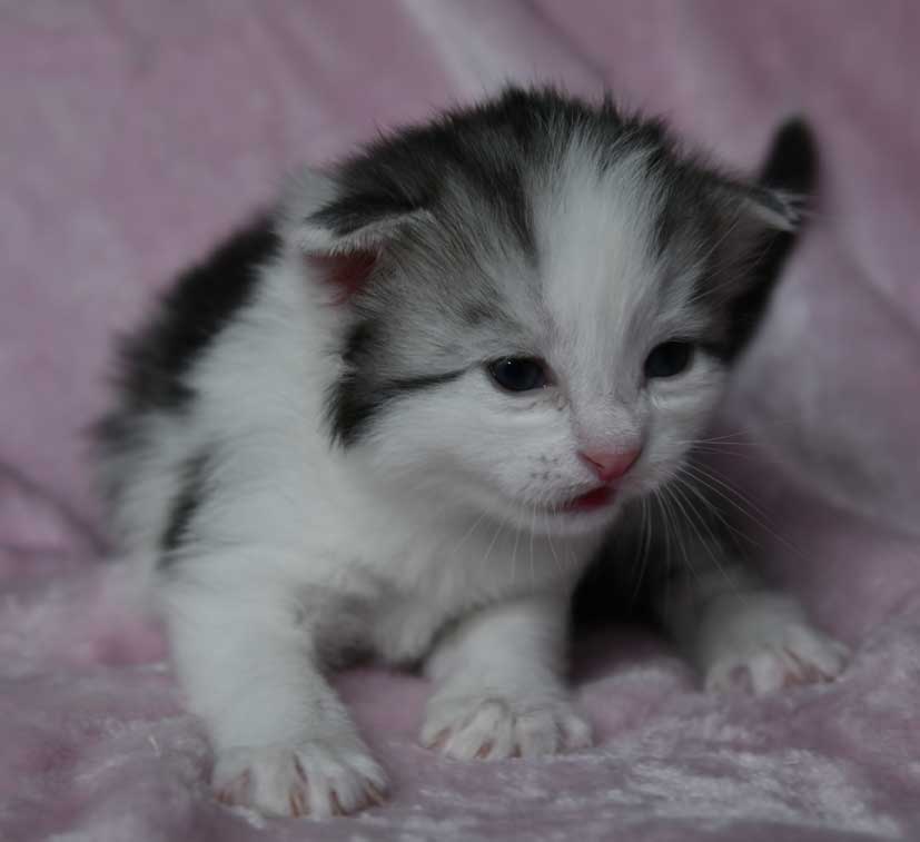 sibirisk kattunge Ceasar