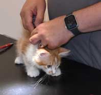 sibirisk kattunge Antares