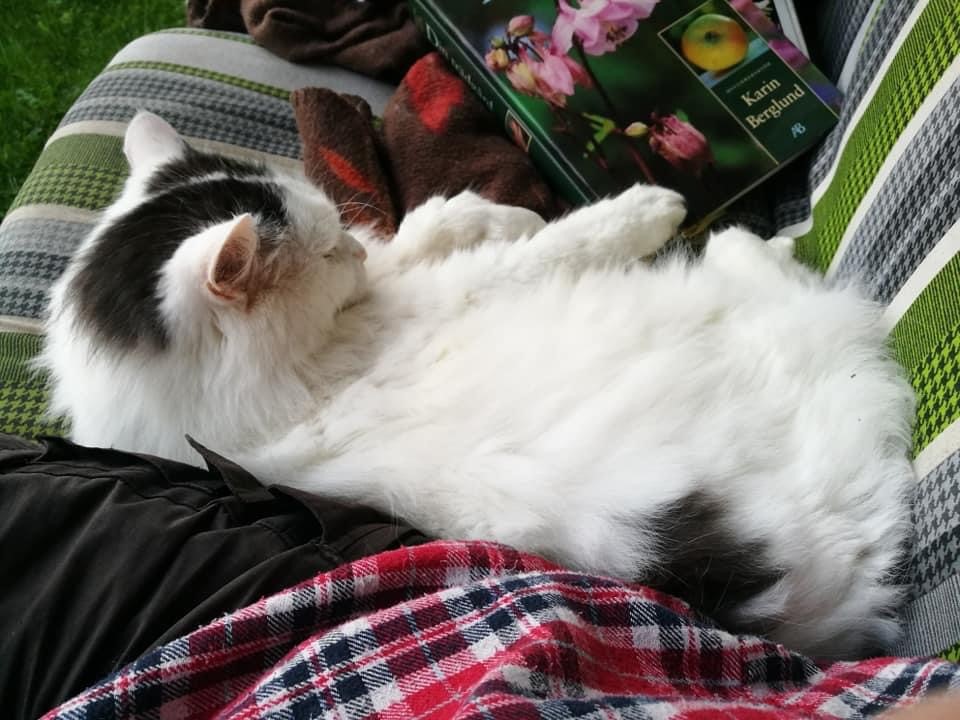 sibirisk katt Junior