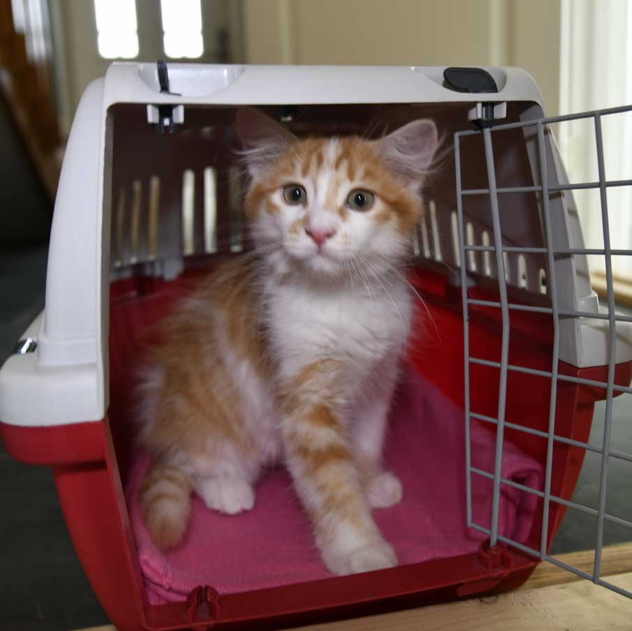 sibirisk kattunge Antares