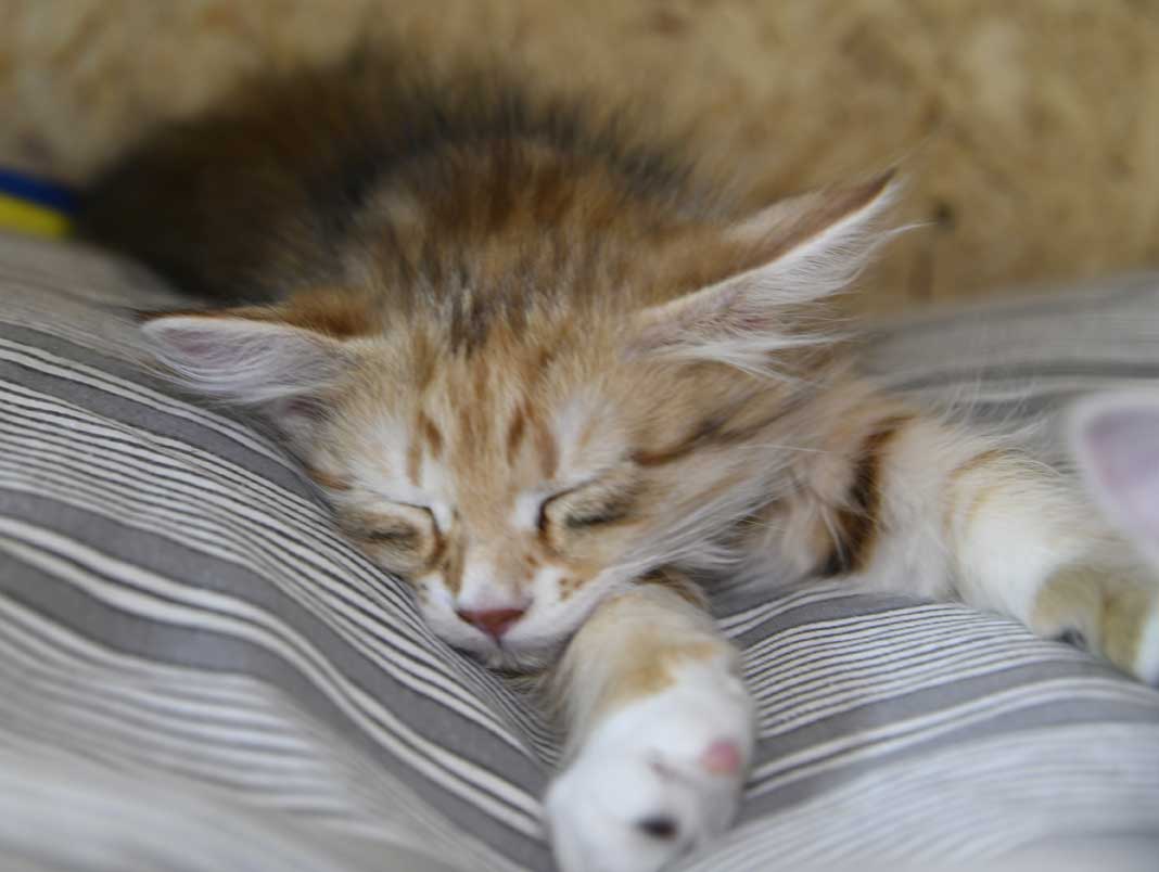 sibirisk kattunge Bell