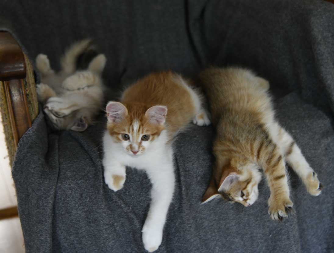 sibirisk katt Beemim Aldermin o Bianca