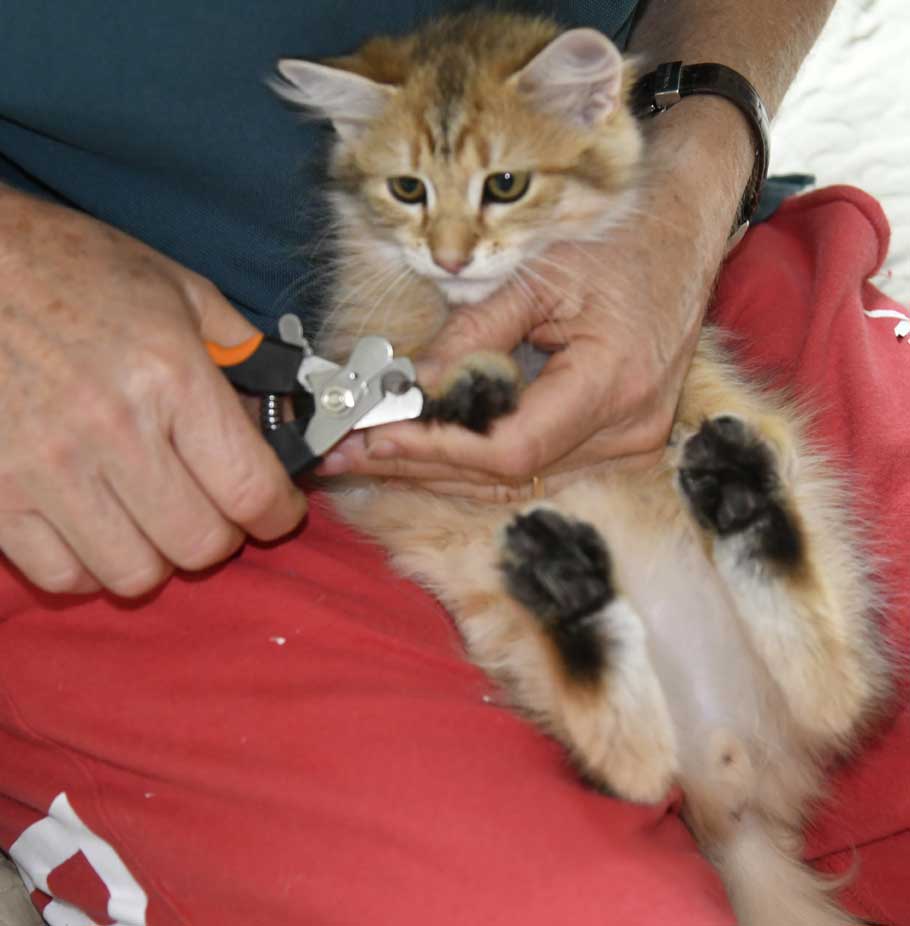 sibirisk kattunge Betelgeuse