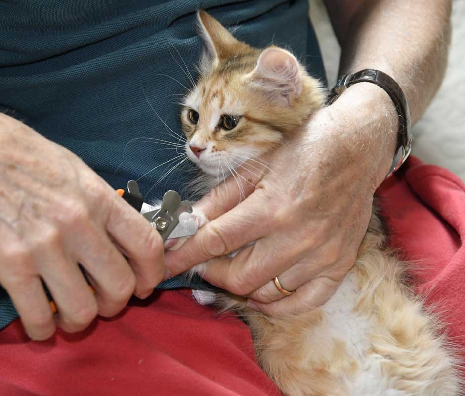 sibirisk kattunge Bell