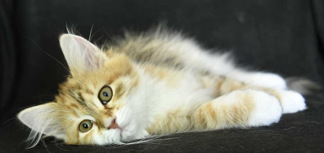 sibirisk kattunge Bella