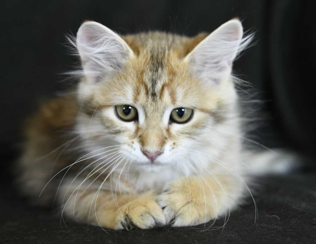 sibirisk kattunge Betelgeuse