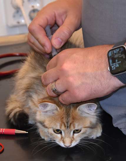 sibirisk kattunge Betelgeuse