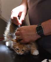 sibirisk kattunge Bell