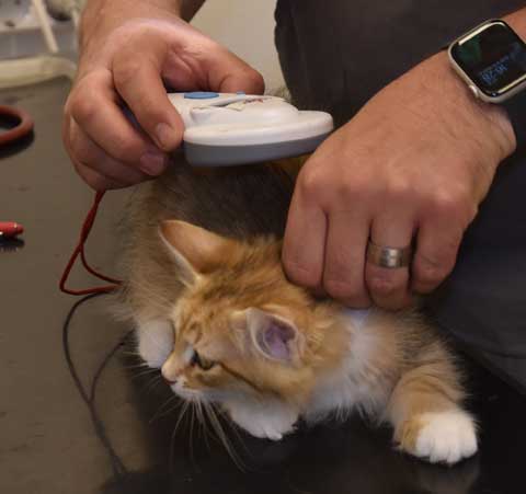 sibirisk kattunge Bell