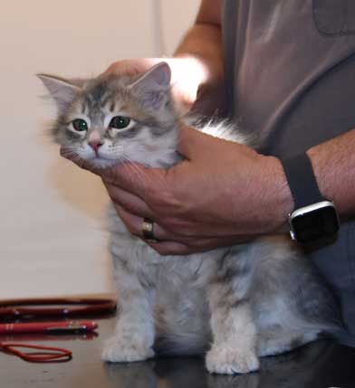 sibirisk kattunge Beid