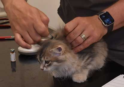 sibirisk kattunge Beid
