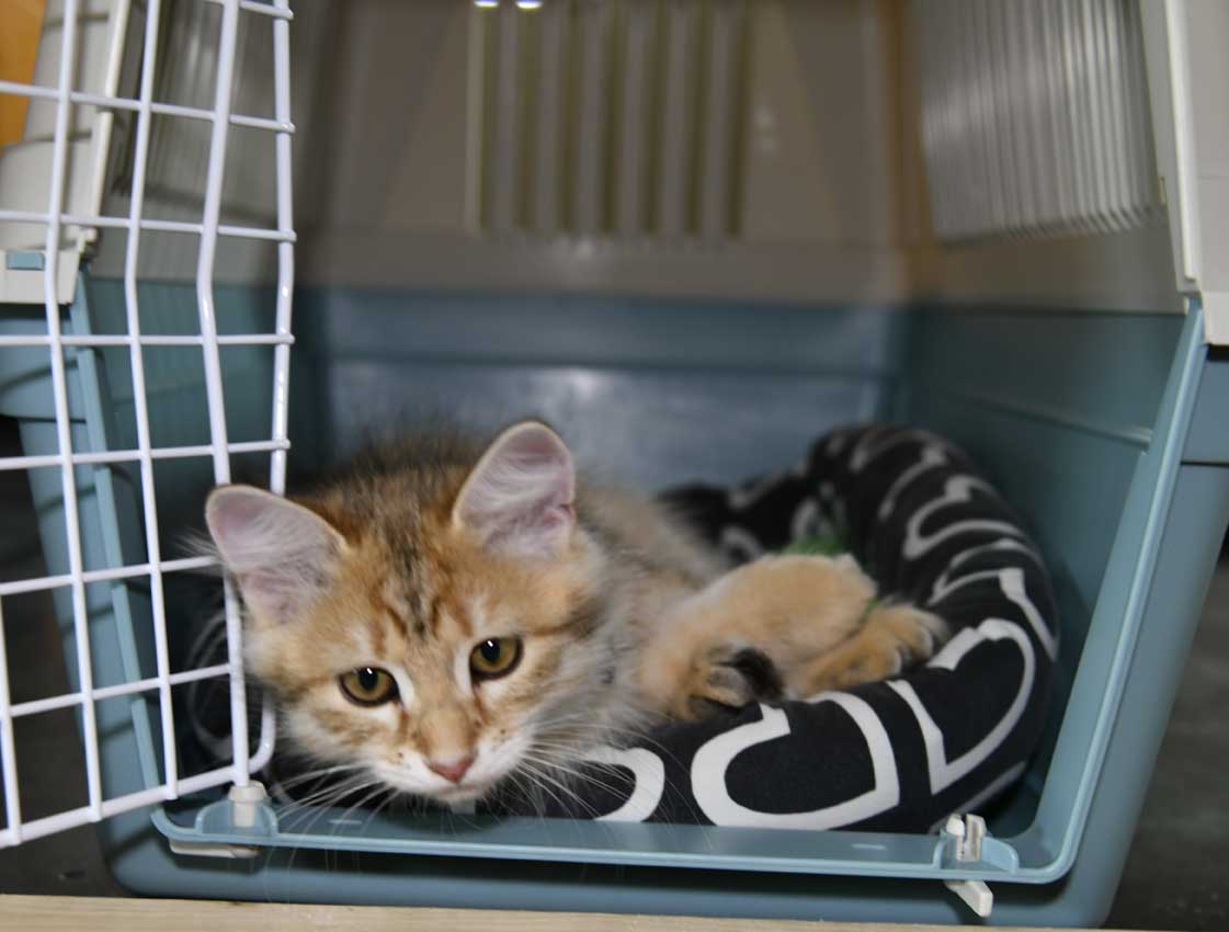 sibirisk kattunge Betelgeuse
