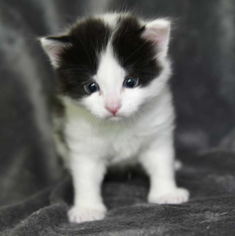 sibirisk kattunge Cupido