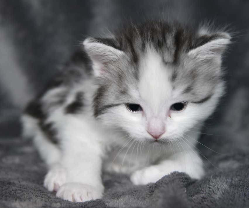 sibirisk kattunge Ceasar