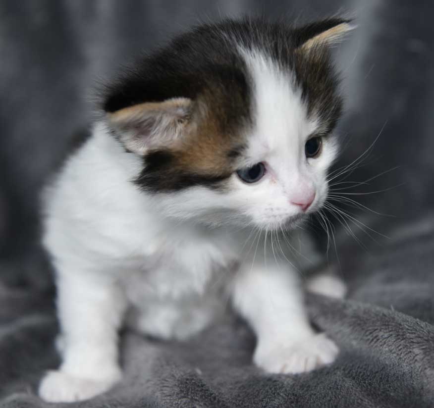 sibirisk kattunge Caphir