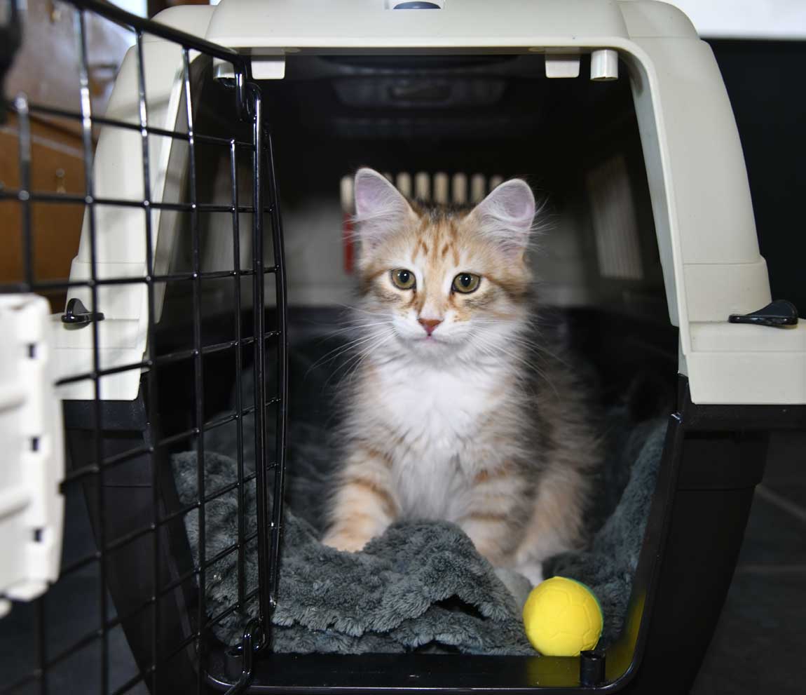 sibirisk kattunge Bell