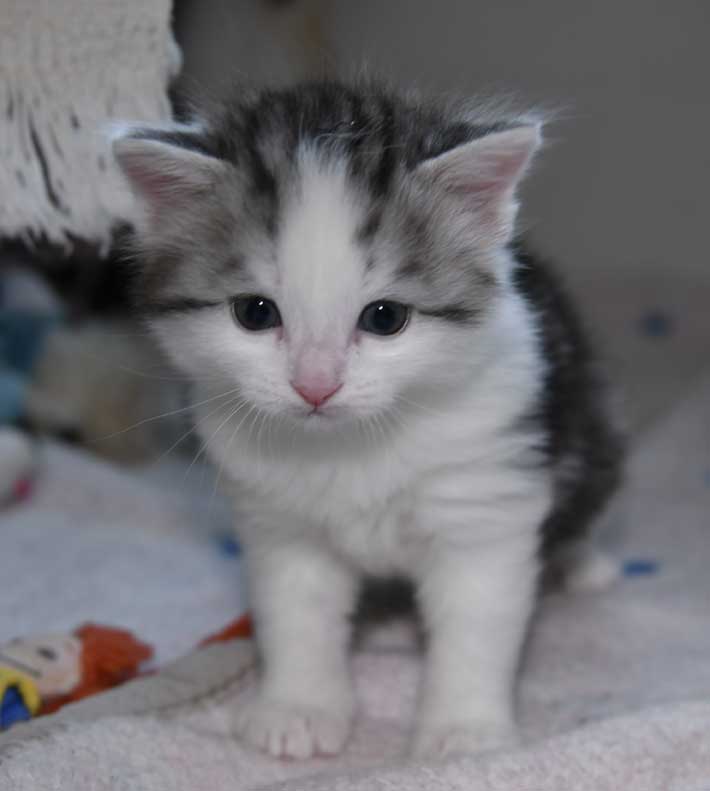 sibirisk kattunge Ceasar