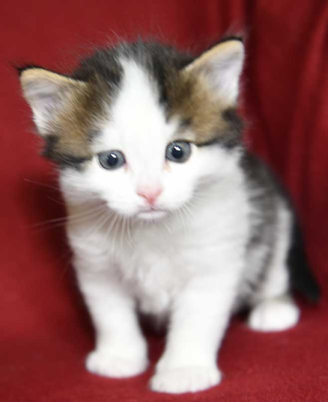sibirisk kattunge Caphir