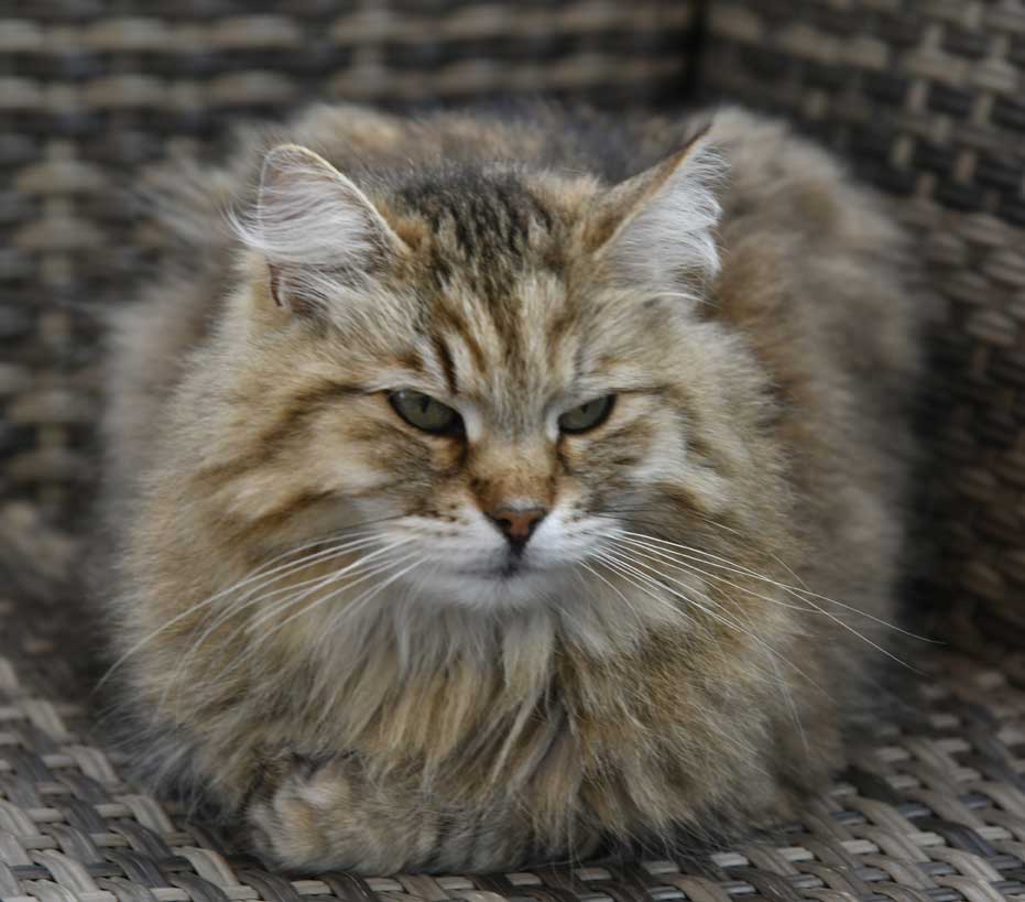 sibiriska katt Gabbie