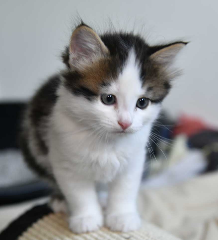 sibirisk kattunge Caphir